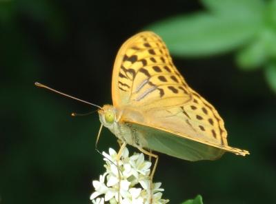 Прикрепленное изображение: DSCF3126.jpg